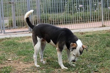 RIMA, Hund, Mischlingshund in Italien - Bild 25