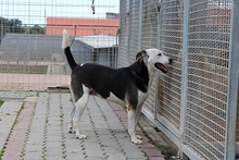 RIMA, Hund, Mischlingshund in Italien - Bild 27