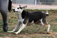 RIMA, Hund, Mischlingshund in Italien - Bild 28