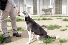 RIMA, Hund, Mischlingshund in Italien - Bild 3