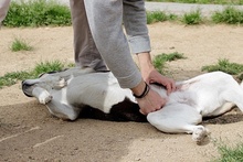 RIMA, Hund, Mischlingshund in Italien - Bild 5