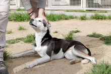 RIMA, Hund, Mischlingshund in Italien - Bild 6