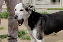 RIMA, Hund, Mischlingshund in Italien - Bild 8