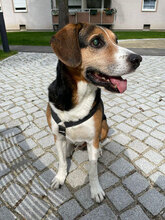 BEAGLE, Hund, Mischlingshund in München - Bild 2