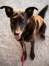 RASMUS, Hund, Mischlingshund in Wien - Bild 1