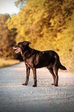 EDDIE, Hund, Mischlingshund in Ihrlerstein - Bild 2