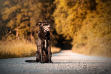 RASMUS, Hund, Mischlingshund in Wien - Bild 3