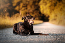 RASMUS, Hund, Mischlingshund in Wien - Bild 4