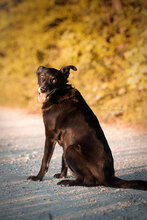 RASMUS, Hund, Mischlingshund in Ihrlerstein - Bild 5