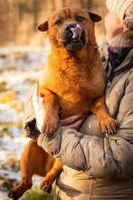 tierheim hunde suchen und finden