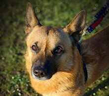 DANNY, Hund, Mischlingshund in Slowakische Republik - Bild 1