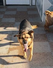 MERLIN, Hund, Deuscher Schäferhund-Mix in Spanien - Bild 4