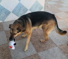 MERLIN, Hund, Deuscher Schäferhund-Mix in Spanien - Bild 6