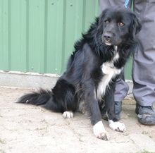 NANDI, Hund, Mischlingshund in Ungarn - Bild 5
