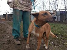 KARAMELL, Hund, Mischlingshund in Ungarn - Bild 3