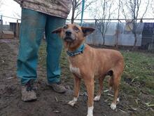 KARAMELL, Hund, Mischlingshund in Ungarn - Bild 6