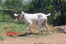 KIRO, Hund, Mischlingshund in Griechenland - Bild 1