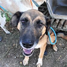 JACKY, Hund, Mischlingshund in Griechenland - Bild 1