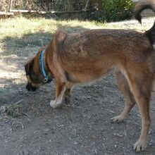 JACKY, Hund, Mischlingshund in Griechenland - Bild 10