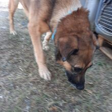 JACKY, Hund, Mischlingshund in Griechenland - Bild 11