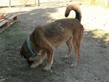 JACKY, Hund, Mischlingshund in Griechenland - Bild 13