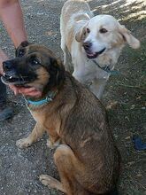 JACKY, Hund, Mischlingshund in Griechenland - Bild 3