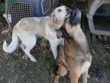 JACKY, Hund, Mischlingshund in Griechenland - Bild 4