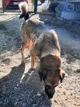 JACKY, Hund, Mischlingshund in Griechenland - Bild 5