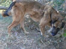 JACKY, Hund, Mischlingshund in Griechenland - Bild 8