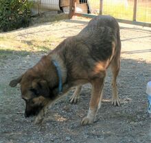 JACKY, Hund, Mischlingshund in Griechenland - Bild 9