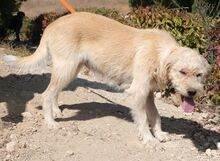 LUNA, Hund, Mischlingshund in Zypern - Bild 8