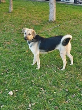 LINDA, Hund, Mischlingshund in Rumänien - Bild 1