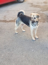 LINDA, Hund, Mischlingshund in Rumänien - Bild 6