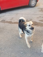 LINDA, Hund, Mischlingshund in Rumänien - Bild 7