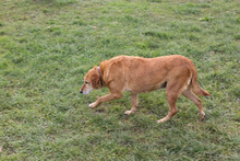 NAYANA, Hund, Mischlingshund in Kroatien - Bild 3