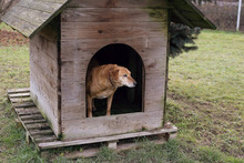 NAYANA, Hund, Mischlingshund in Kroatien - Bild 4