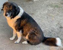 HARWIN, Hund, Mischlingshund in Griechenland - Bild 2
