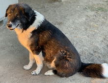 HARWIN, Hund, Mischlingshund in Griechenland - Bild 4