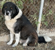 HARWIN, Hund, Mischlingshund in Griechenland - Bild 6