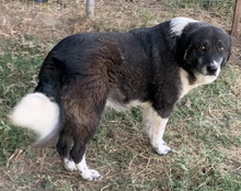 HARWIN, Hund, Mischlingshund in Griechenland - Bild 7