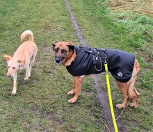 MARISA, Hund, Mischlingshund in Bochum - Bild 11