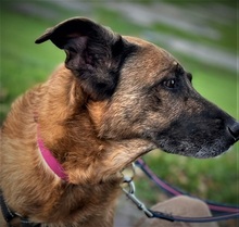 MARISA, Hund, Mischlingshund in Bochum - Bild 13