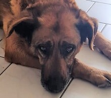 MARISA, Hund, Mischlingshund in Bochum - Bild 15