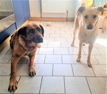 MARISA, Hund, Mischlingshund in Bochum - Bild 16