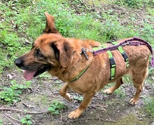 MARISA, Hund, Mischlingshund in Bochum - Bild 17
