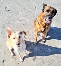 MARISA, Hund, Mischlingshund in Bochum - Bild 2