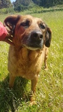 MARISA, Hund, Mischlingshund in Bochum - Bild 22