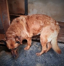 MARISA, Hund, Mischlingshund in Bochum - Bild 24