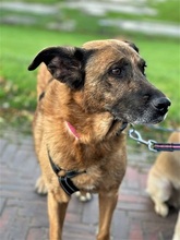 MARISA, Hund, Mischlingshund in Bochum - Bild 7