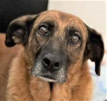 MARISA, Hund, Mischlingshund in Bochum - Bild 9